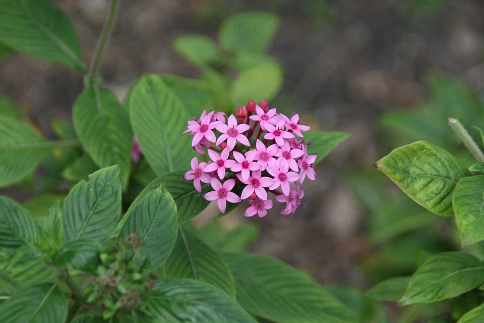 Starflower