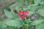Starflower