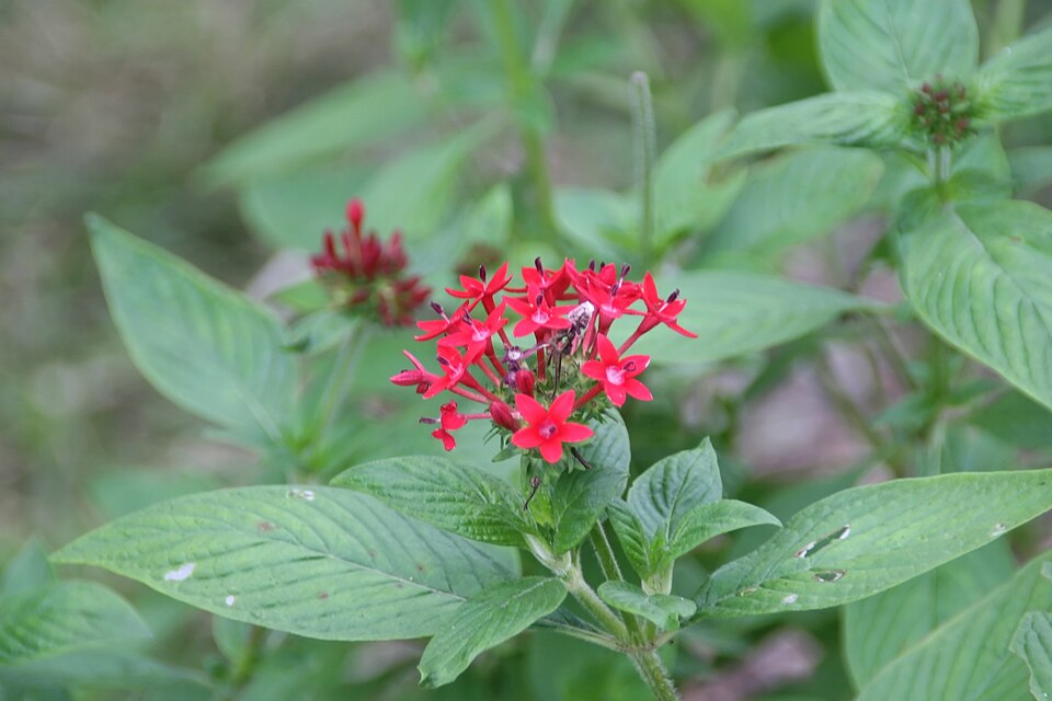 Starflower