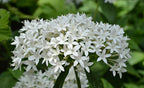 Starflower