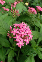 Starflower