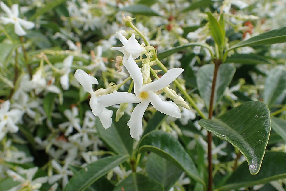 Chinesischer Sternjasmin