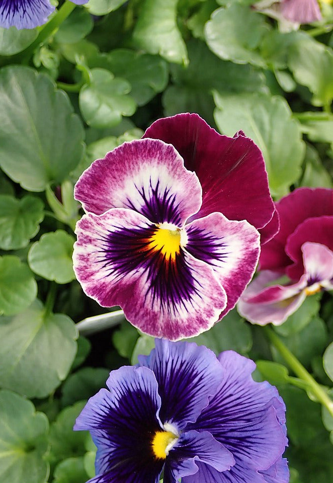 Pansies