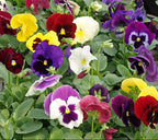 Pansies