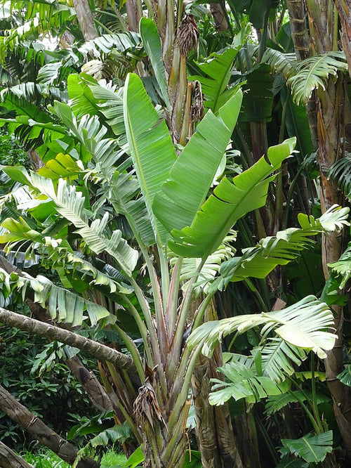 Baum-Strelitzie
