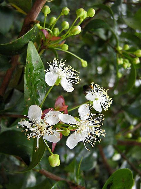 Surinam cherry