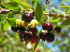 Surinam cherry
