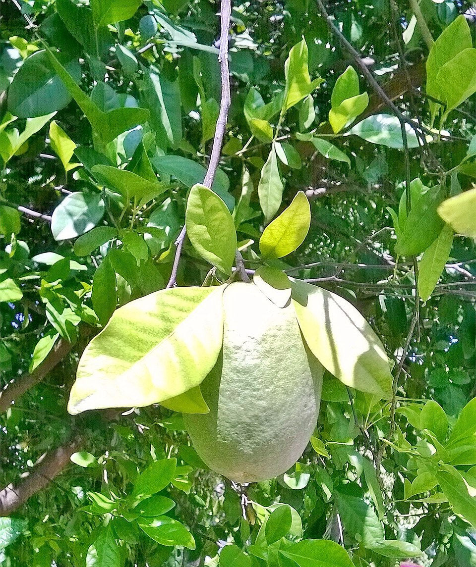 Swinglea glutinosa