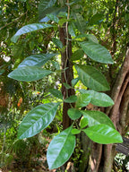 Swinglea glutinosa