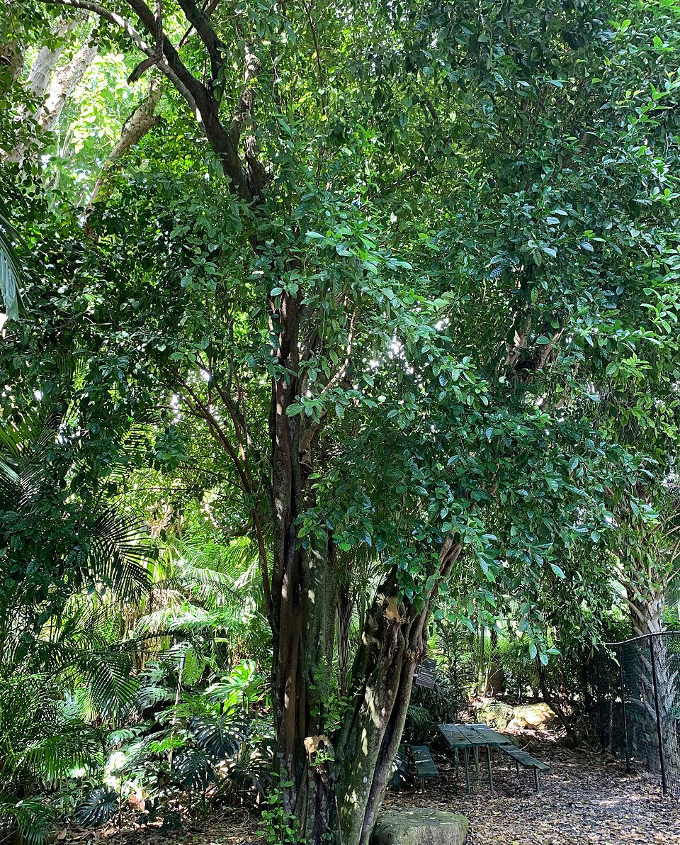 Swinglea glutinosa