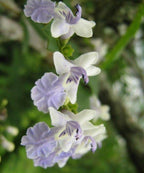 Taruma