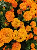 Clavel de moro de flor grande
