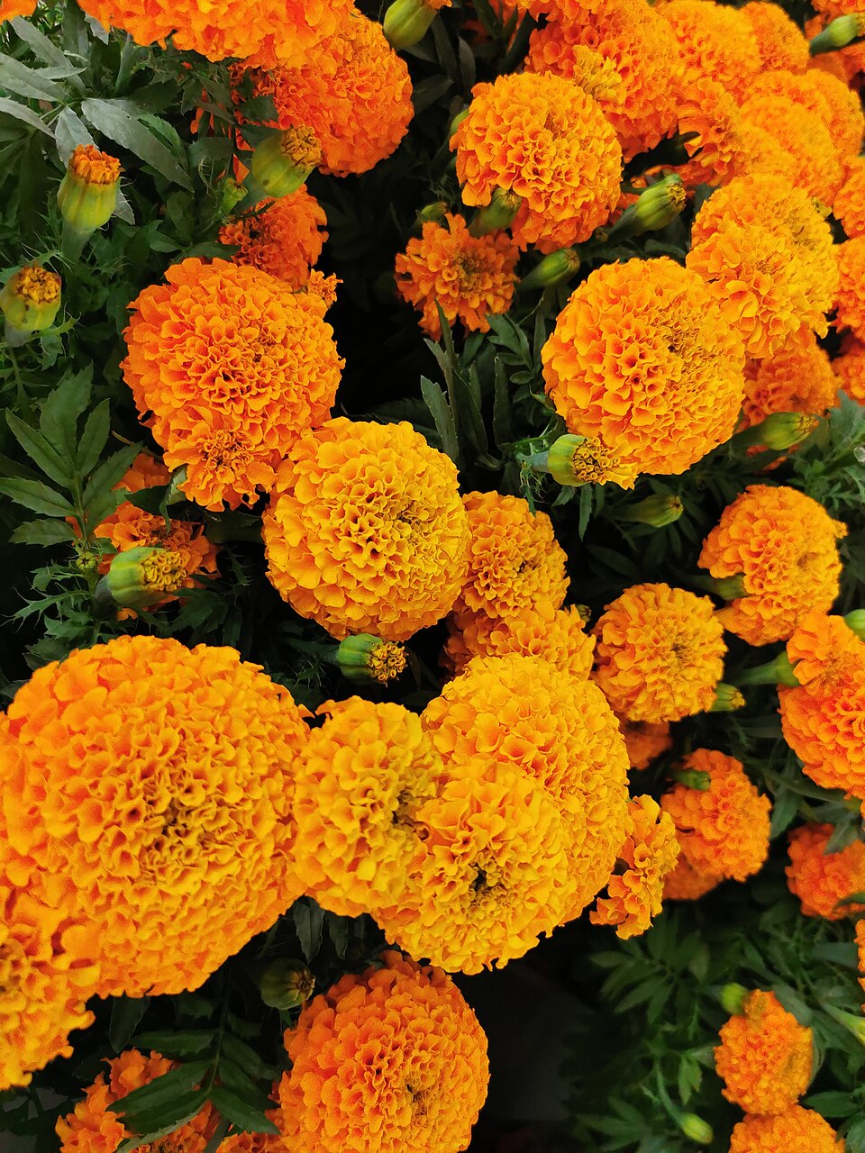 Clavel de moro de flor grande
