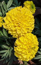 Clavel de moro de flor grande