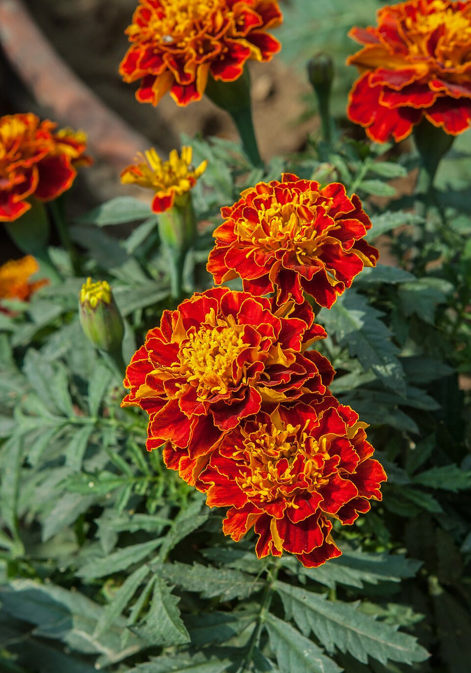 Caléndula de flor pequeña