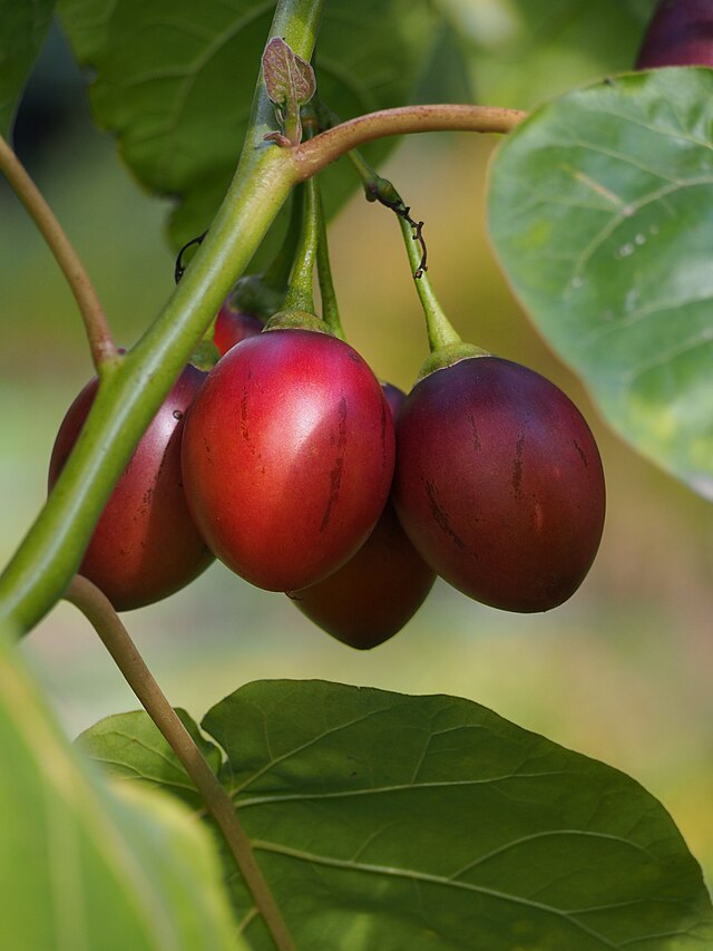 Tomate de árbol