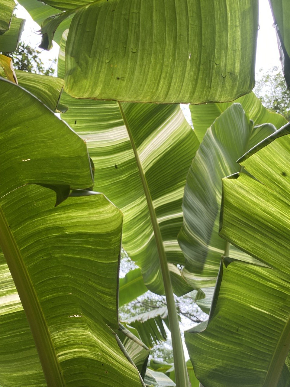 Plátano Tanee