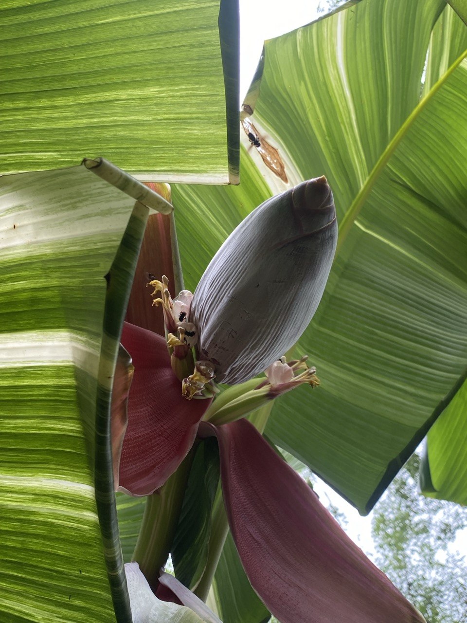 Plátano Tanee