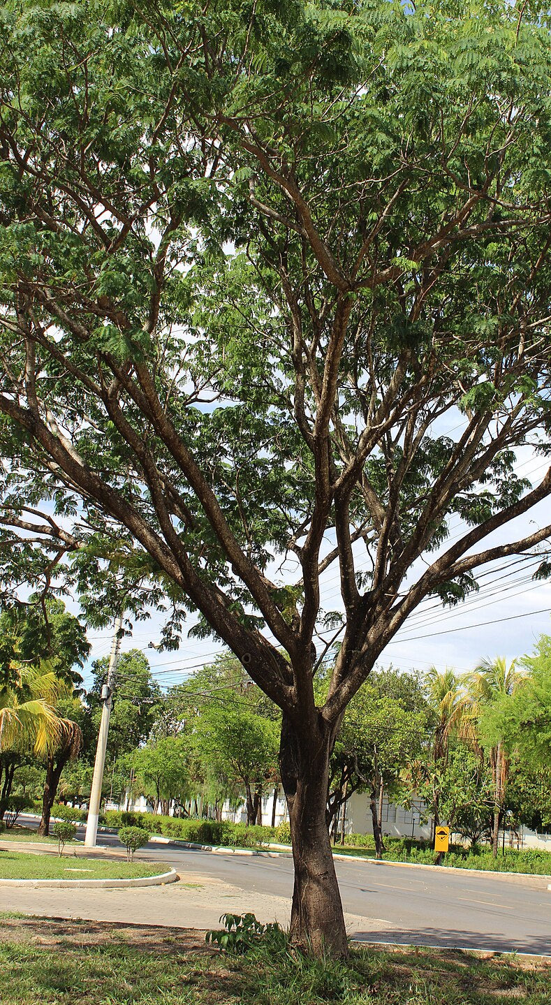 Timbo / Árbol elefante