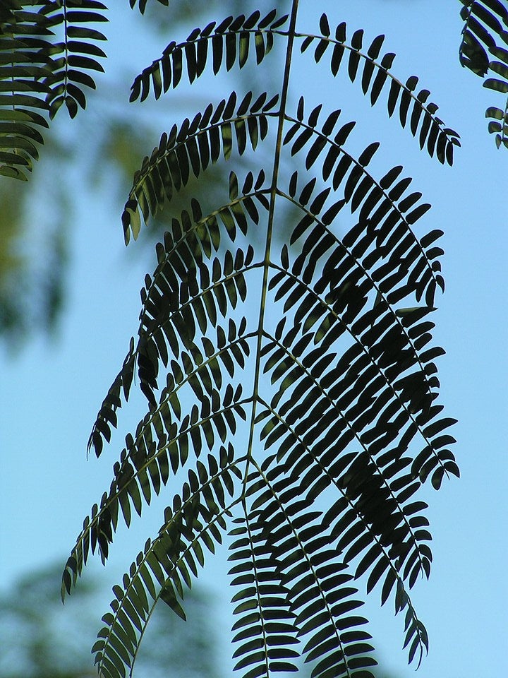 Timbo / Árbol elefante