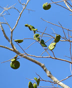 Timbo / Árbol elefante