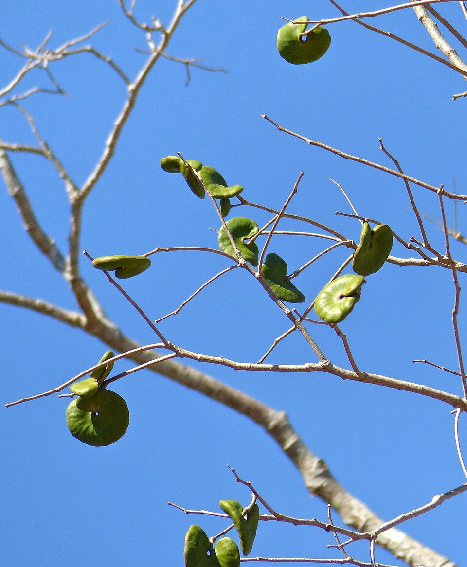 Timbo / Árbol elefante