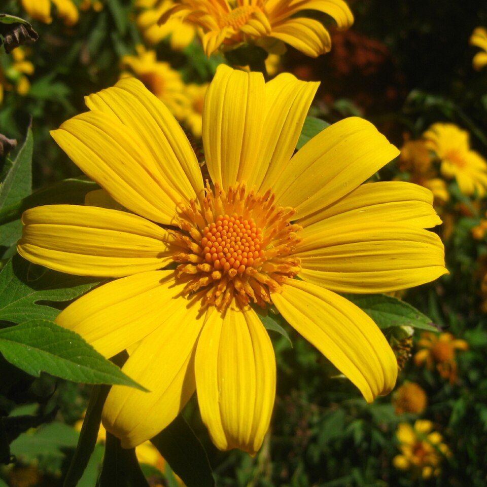 Mexikanische Sonnenblume