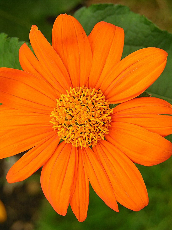 Mexikanische Sonnenblume