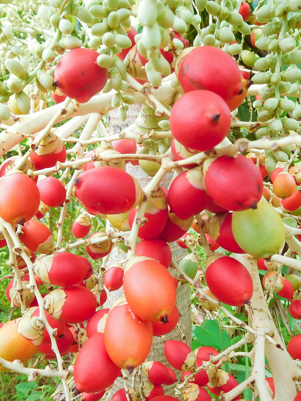 Veitchia palm