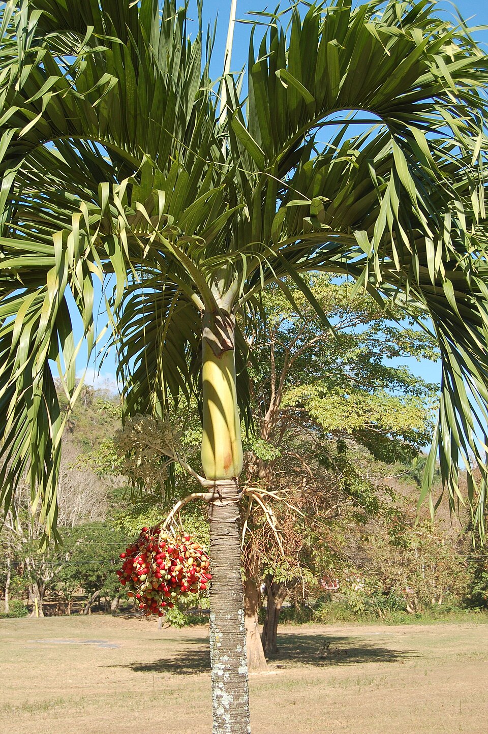 Veitchia palm