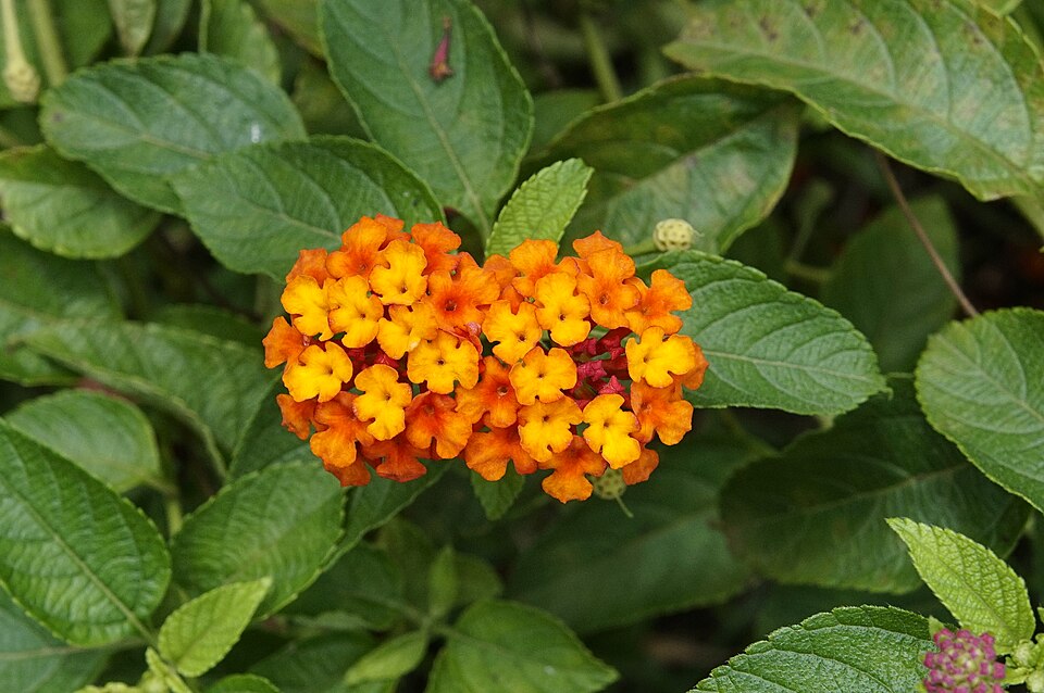 Lantana