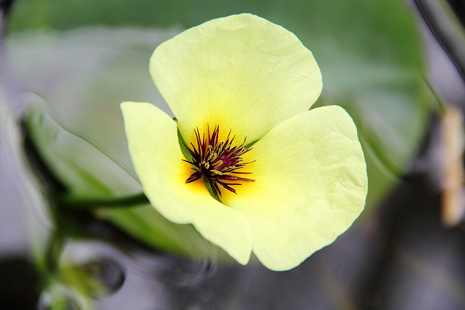 Wassermohn