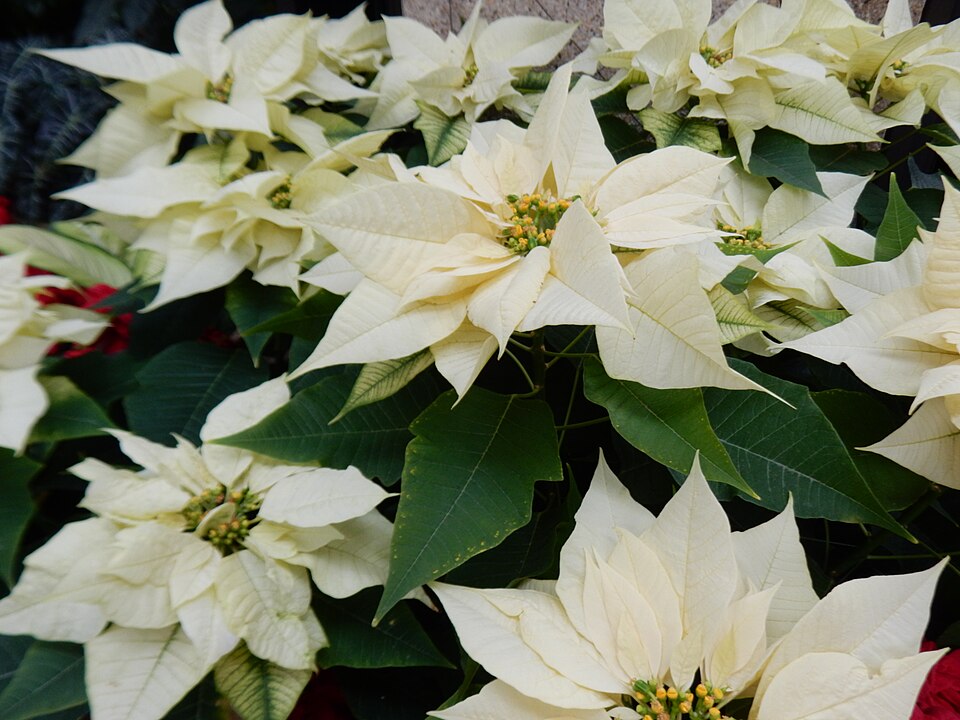 Poinsettia