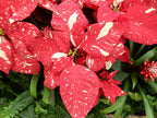 Poinsettia
