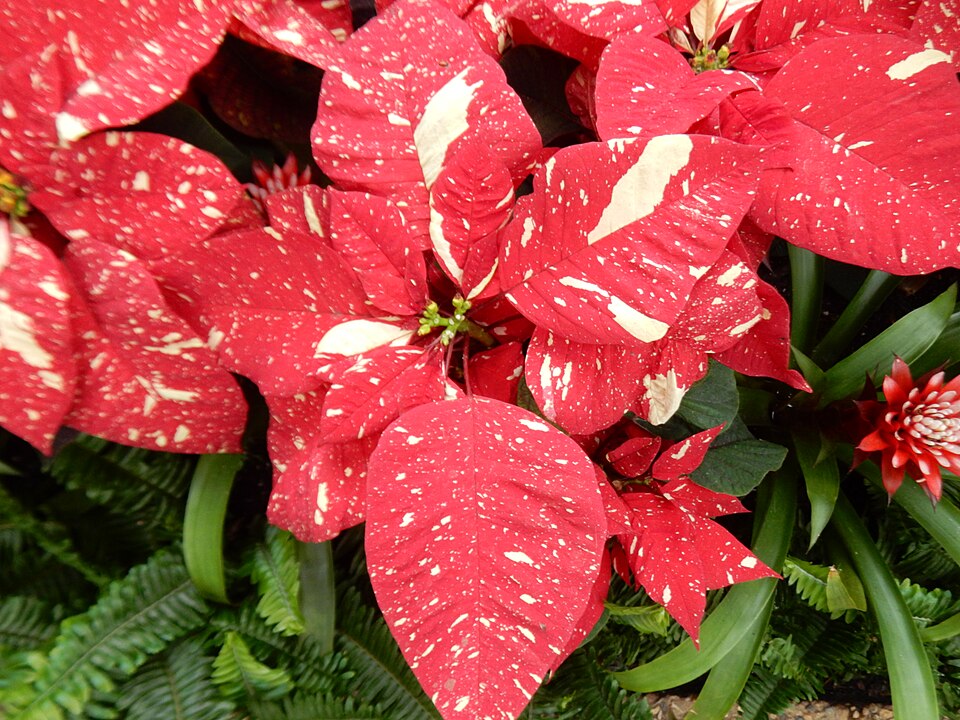Poinsettia