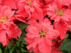 Poinsettia