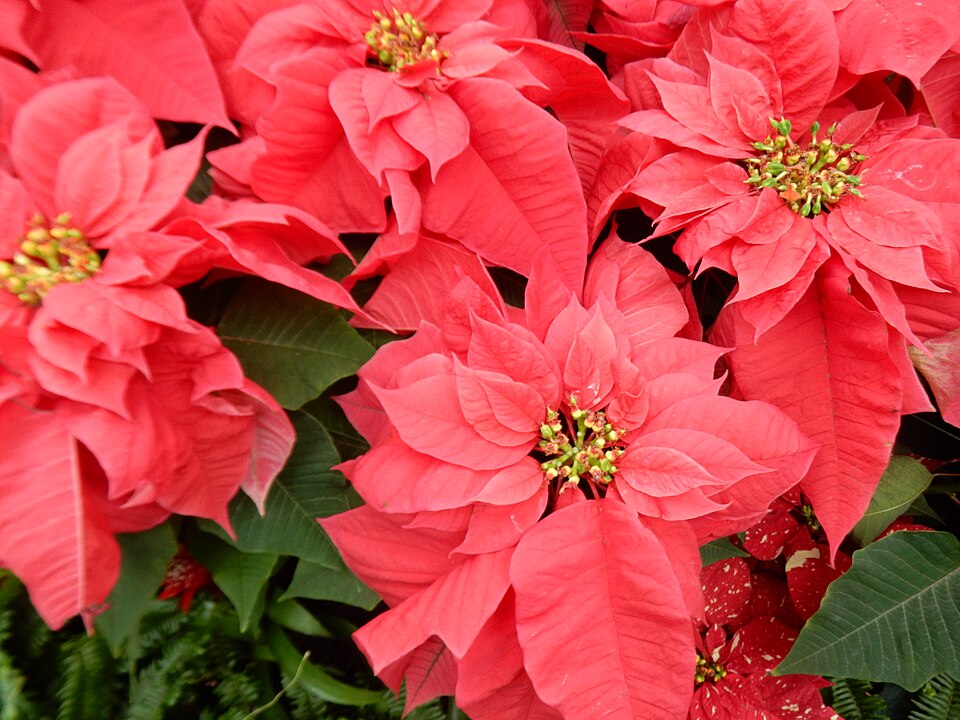 Poinsettia