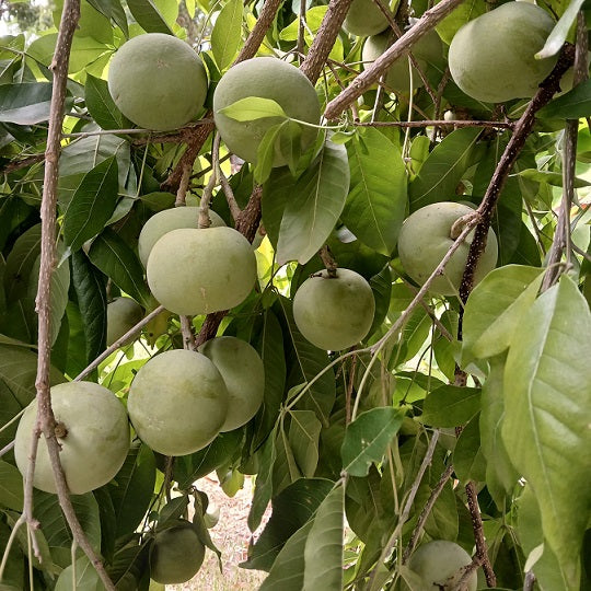 White Apple