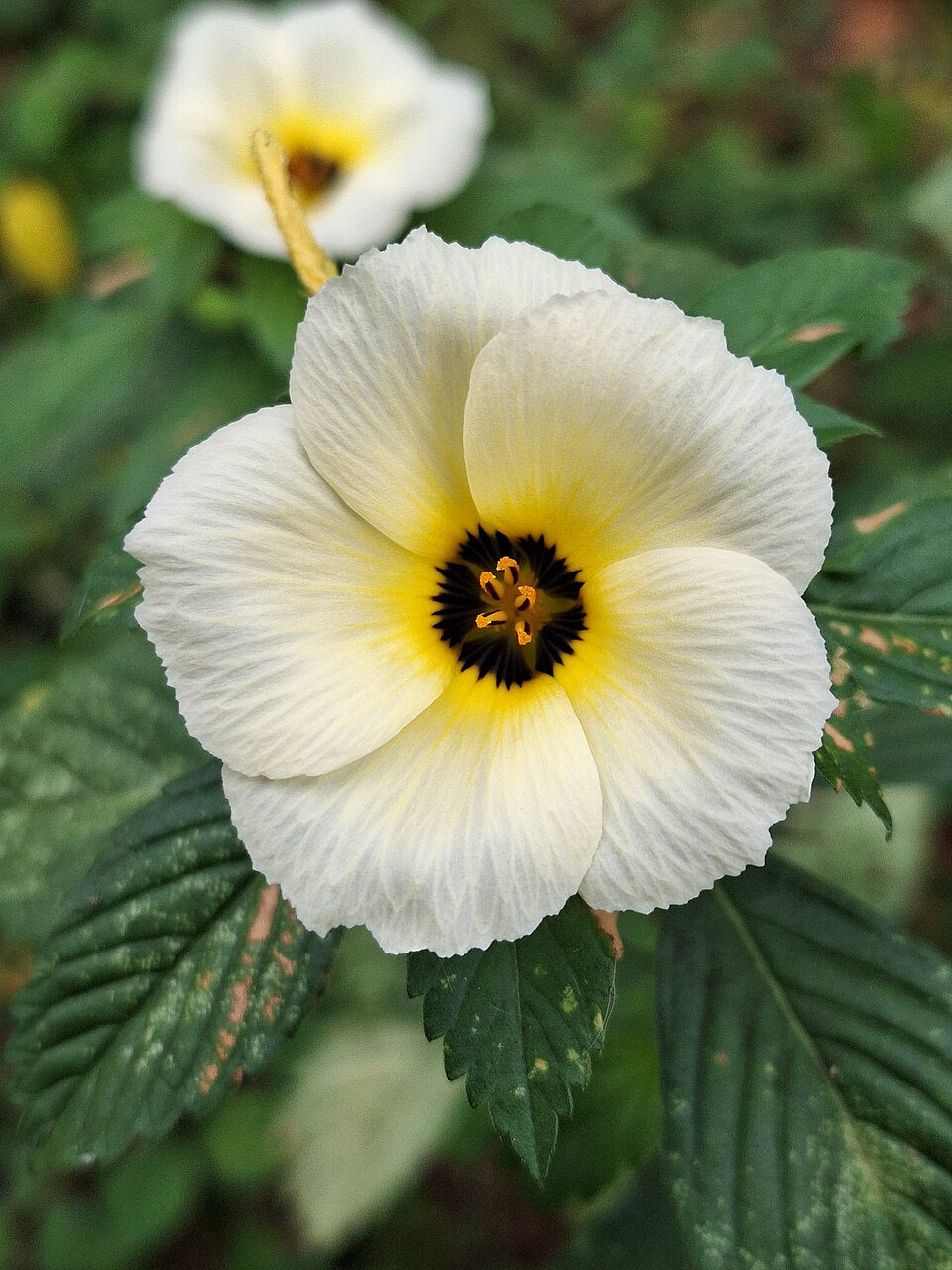 Damiana blanca