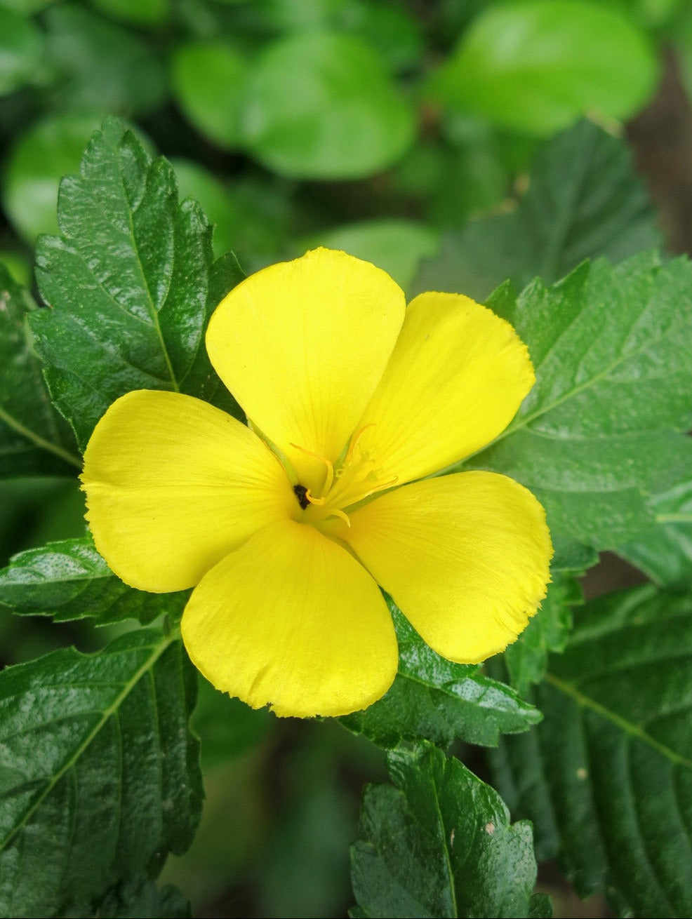 Damiana blanca
