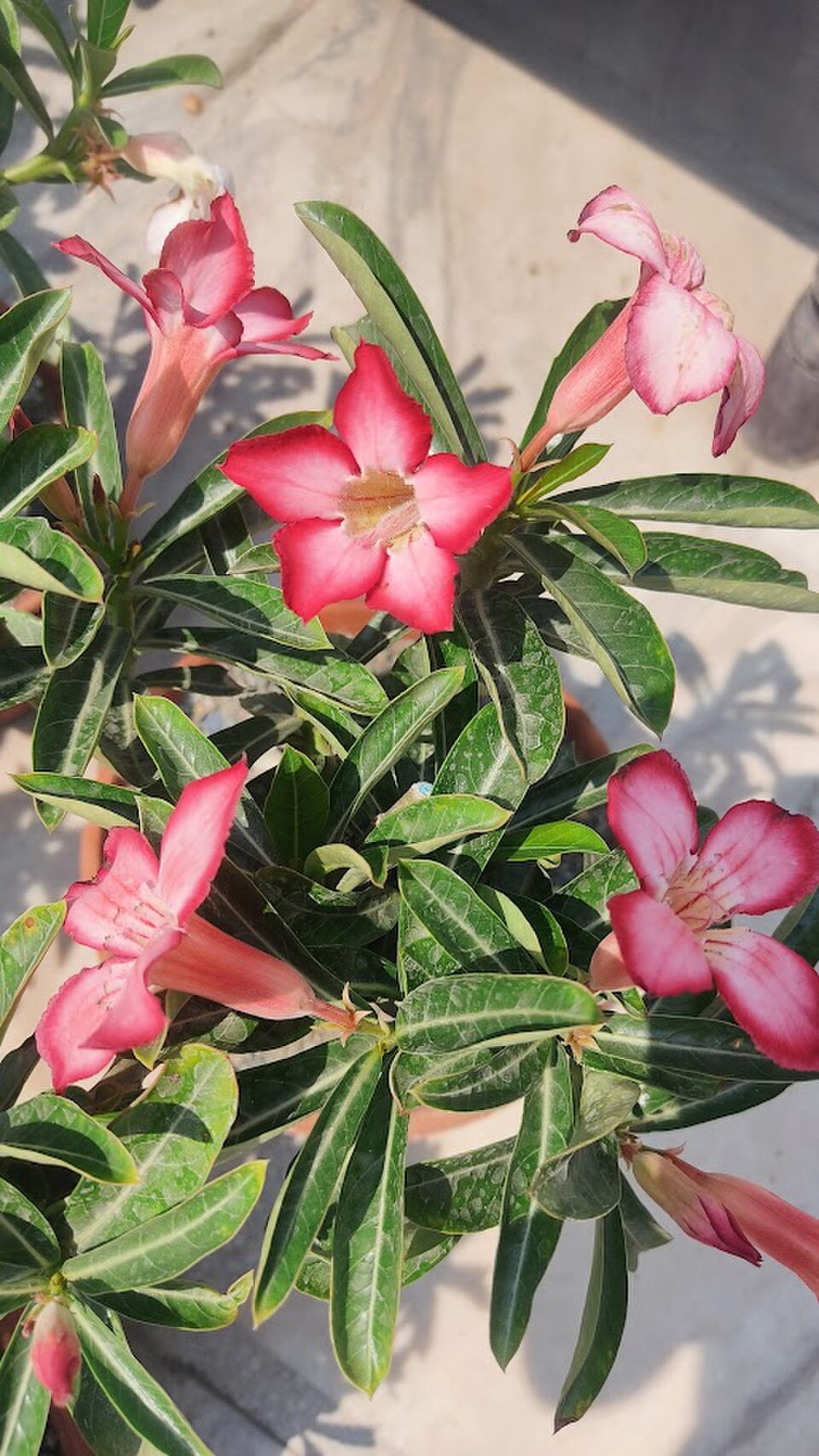 Wüstenrose