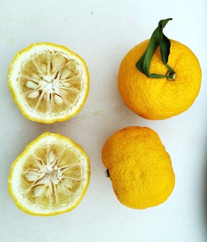 Yuzu