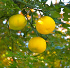 Yuzu