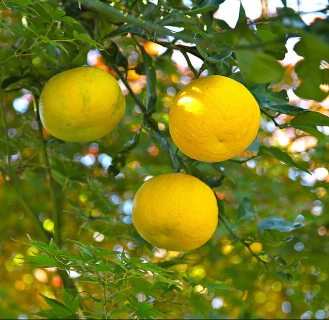 Yuzu