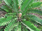 Zamia