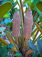 Zamia