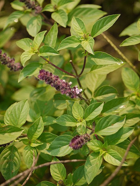 Albahaca canela