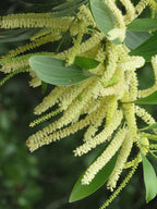 Black Locust