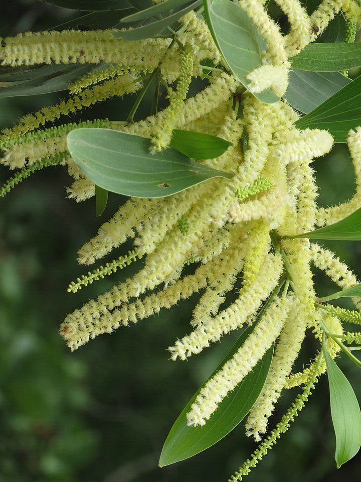 Black Locust
