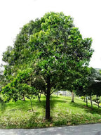 Black Locust